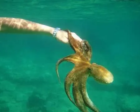 Kod Ilje I Seke Apartman Prvić Šepurine