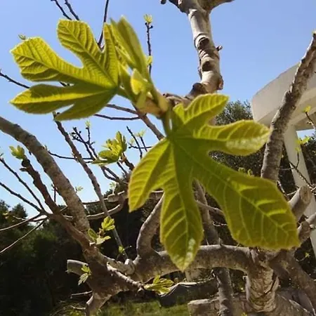 Kod Ilje I Seke Appartement