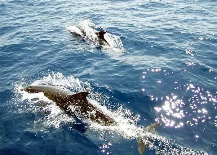 דירה Kod Ilje I Seke *