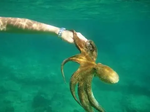 Kod Ilje I Seke Appartement Prvic Sepurine