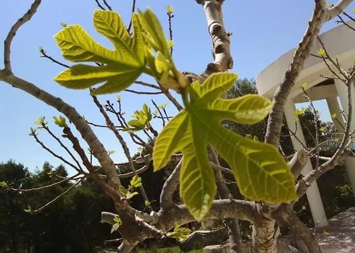 Kod Ilje I Seke Appartement